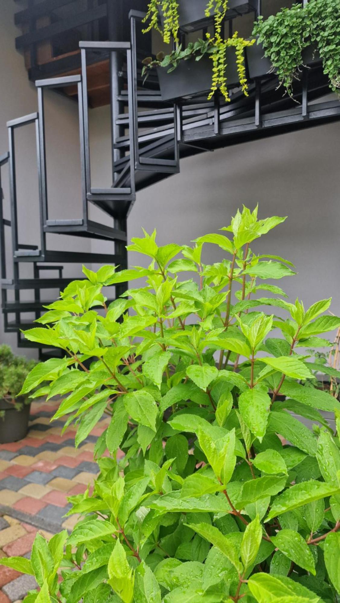 Rasos Vila พาลังกา ห้อง รูปภาพ